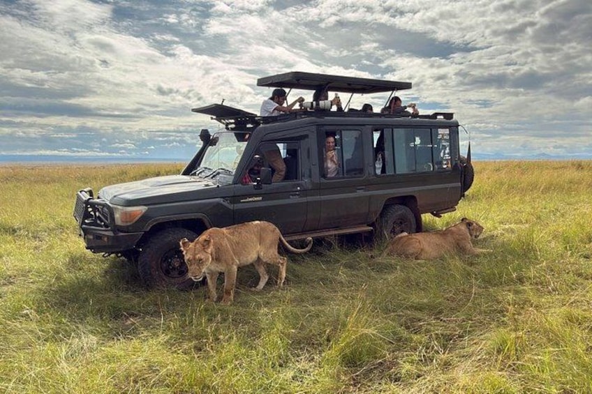 A safari vehicle with passengers and a lioness in a grassy field. 2
