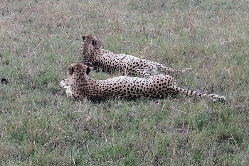 Two cheetahs lying in a grassy field. 4