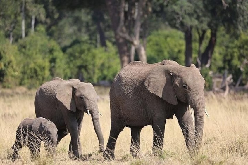 Two elephants in a grassy field with trees in the background. 3