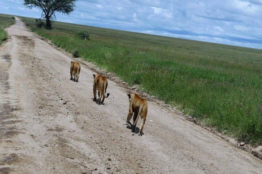 Lions walking 2