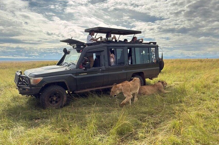 A safari vehicle with passengers observing lions in a grassy field. 3