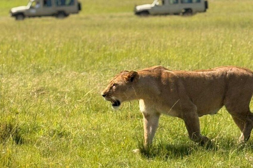 A lion walking in a grassy field with vehicles in the background. 4
