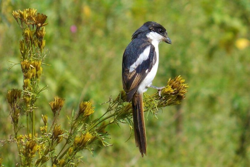 A bird perched on a plant with yellow flowers. 2