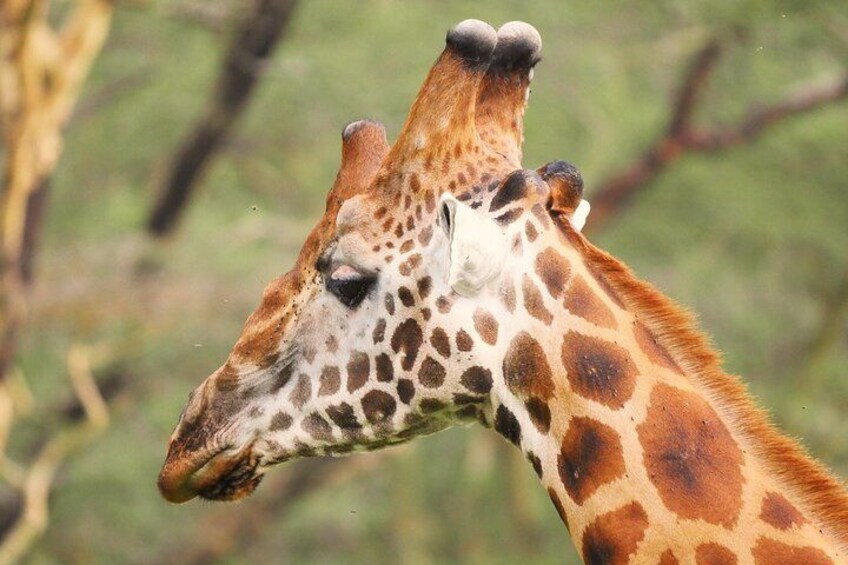 A giraffe with a patterned coat and a long neck. 4