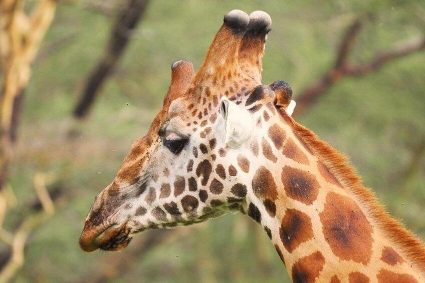 A giraffe with a patterned coat and visible horns. 5