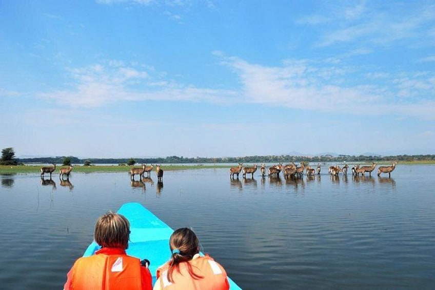 A group of zebras standing in a body of water, viewed from a boat. 2