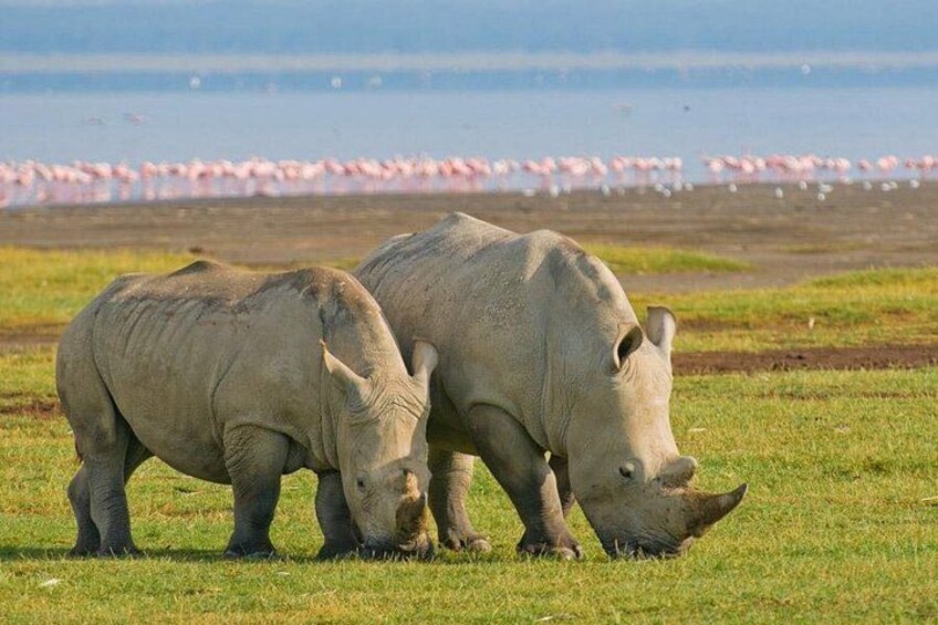 Two rhinos grazing in a grassy field with a flamingo lagoon in the background. 1