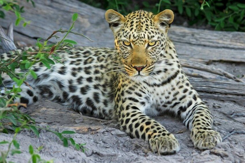 3 days Masai Mara private safari in AA lodge 3
