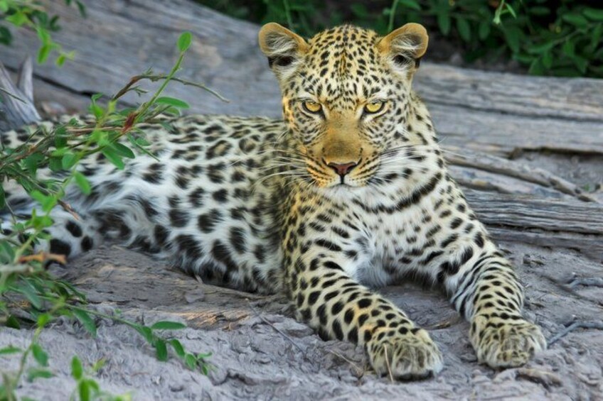 3 days Masai Mara private safari in AA lodge 3