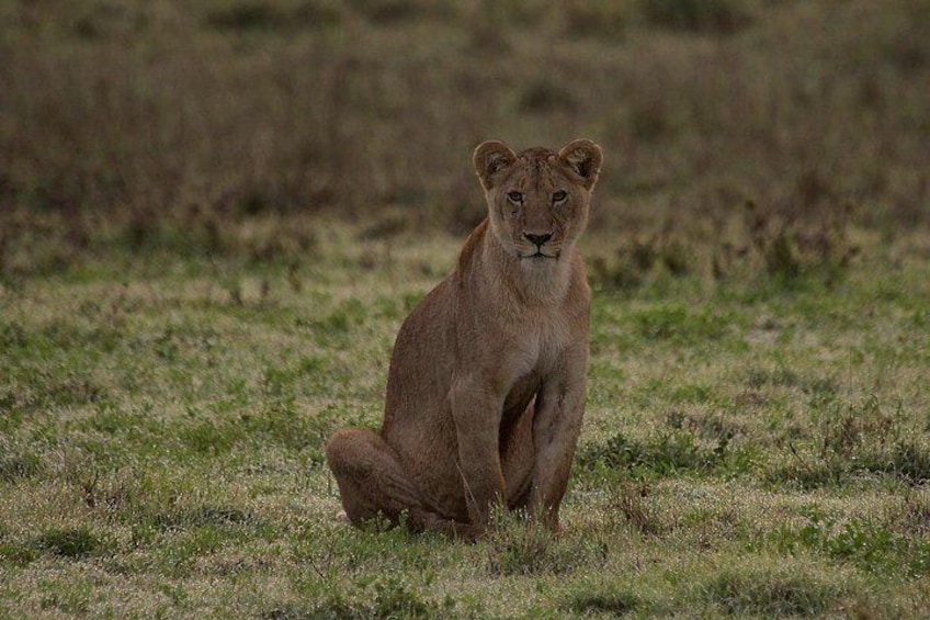 A lion sitting in a grassy field. 1