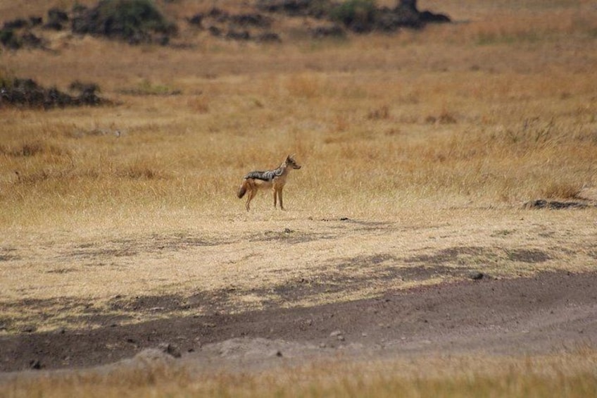 A solitary animal in a dry grassland with sparse vegetation. 2
