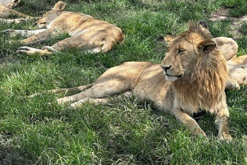 Lions resting on grass. 5