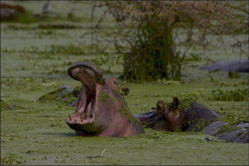 A hippopotamus partially submerged in water with its mouth open, surrounded by greenery and trees. 4