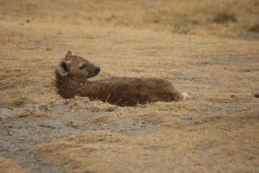 A hyena lying on dry grass in a savannah. 3
