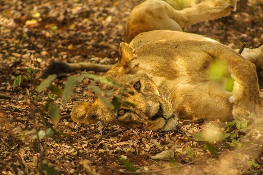 A lion lying on the ground surrounded by dry leaves and twigs. 2