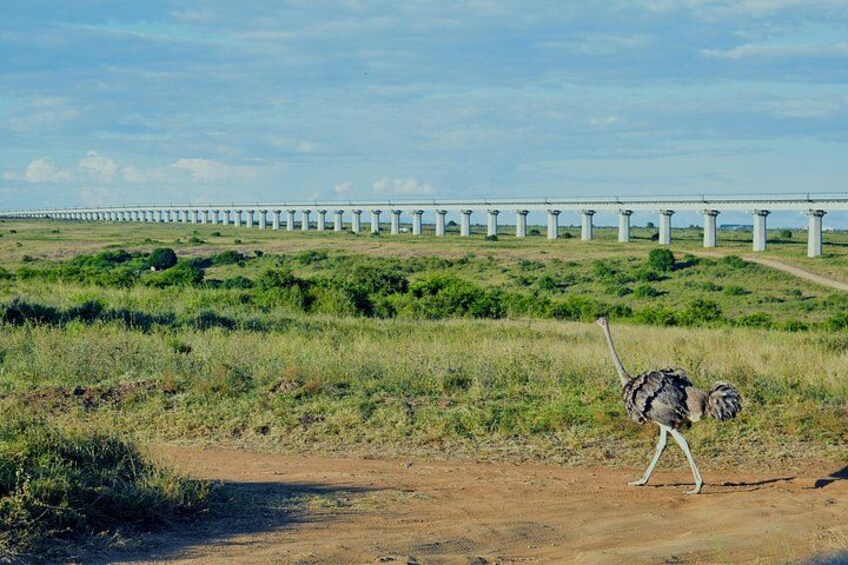 An ostrich walking on a dirt path with a bridge in the background. 5