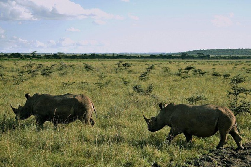 Two rhinos in a grassy savanna with sparse trees and a clear sky. 4