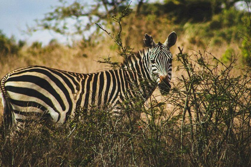 A zebra standing in a field with sparse vegetation and a dry landscape. 3