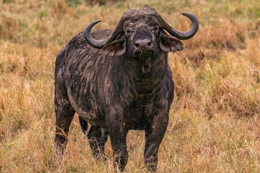 A buffalo standing in a grassy field. 3