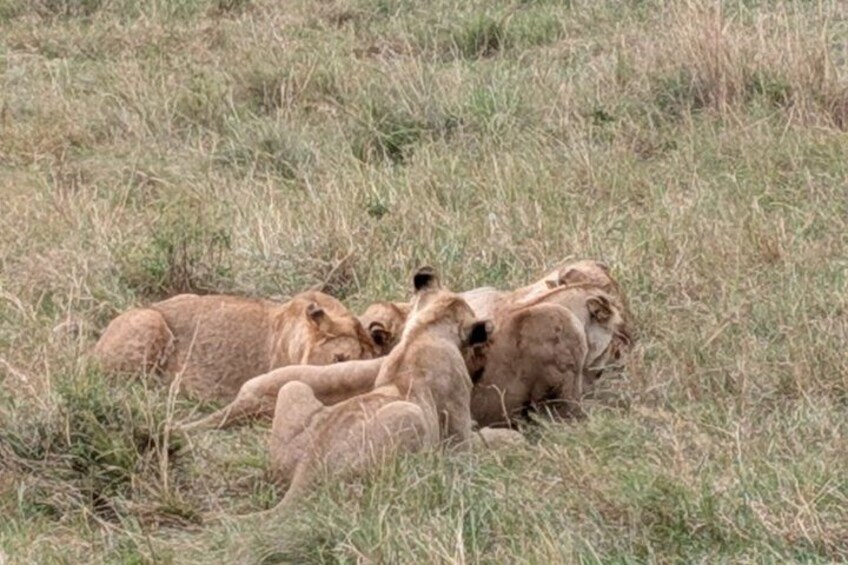 3 days Maasai Mara private safari at Sopa Lodge from Nairobi 4