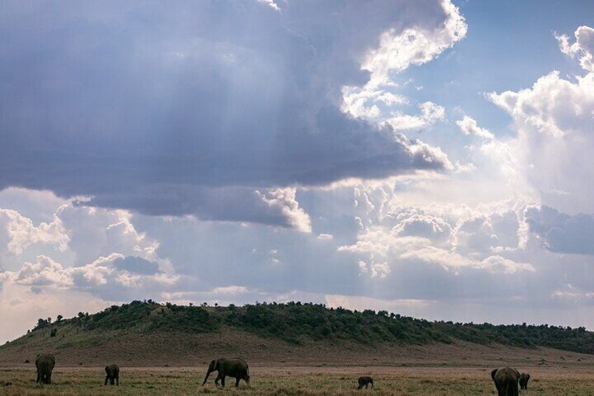 A grassy landscape with elephants and a hill in the background. 2