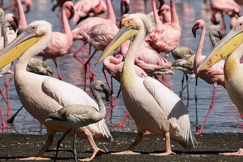 En gruppe pelikaner og flamingoer står i vandet. 5