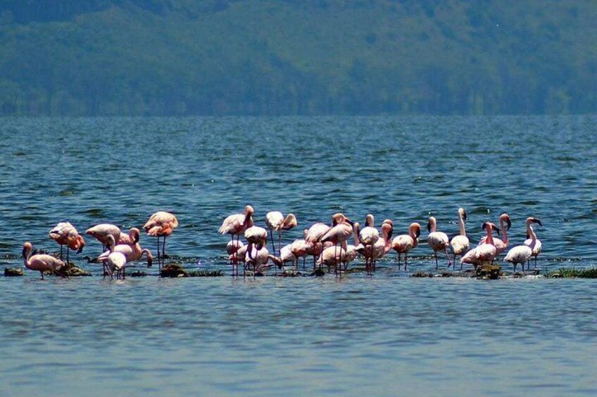 En gruppe flamingoer står i vand med en skov i baggrunden. 1