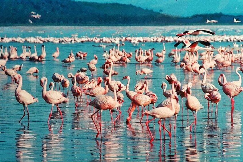 En stor flok flamingoer står i lavt vand. 3