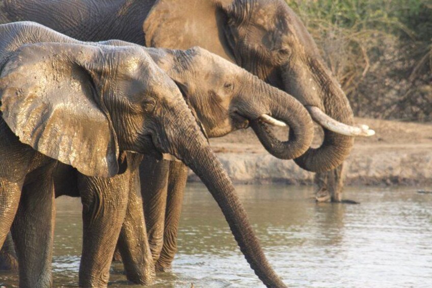 Elephants in a water body with a rocky background. 3