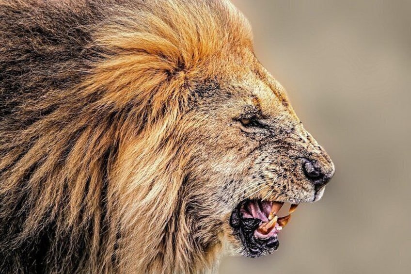 A lion's head with its mouth open, displaying its teeth. 4