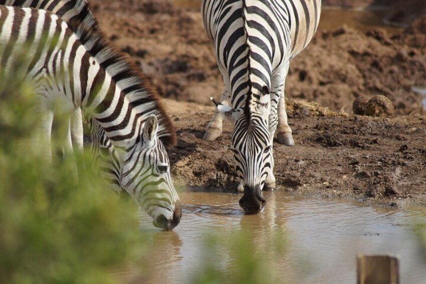 Zebras drinking water at a muddy watering hole. 5