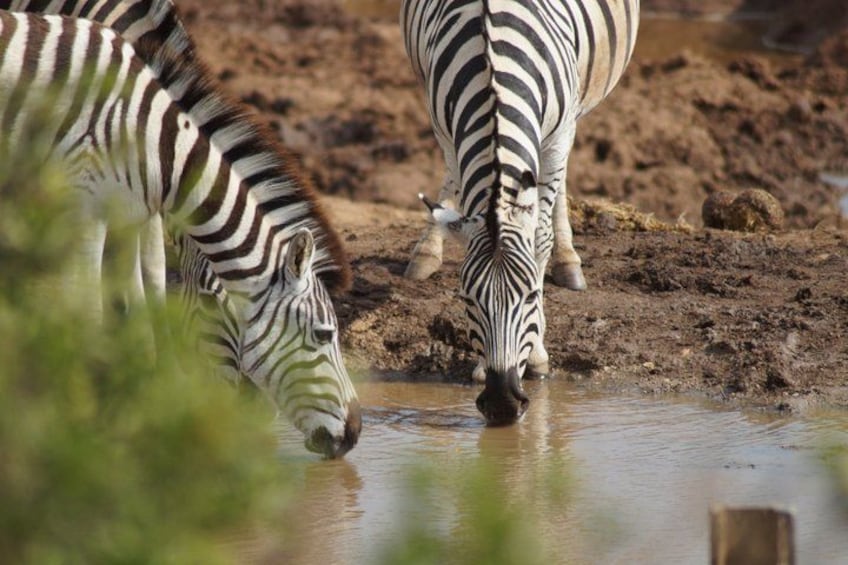 Zebraer drikker vand ved en mudret vandhule. 5