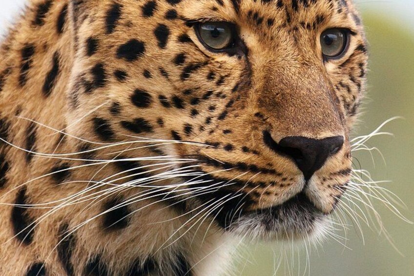 A close-up of a cheetah's face with distinctive spotted fur and visible whiskers. 5