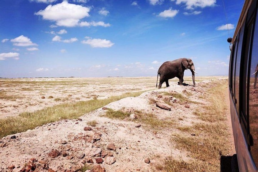 A landscape with a vehicle and an elephant. 1