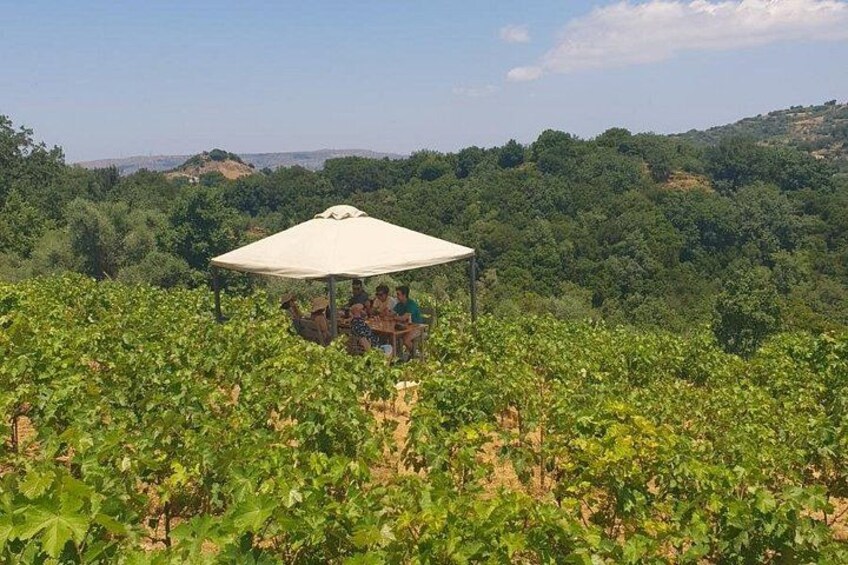Viñedo con un grupo de personas bajo una toldilla. 2