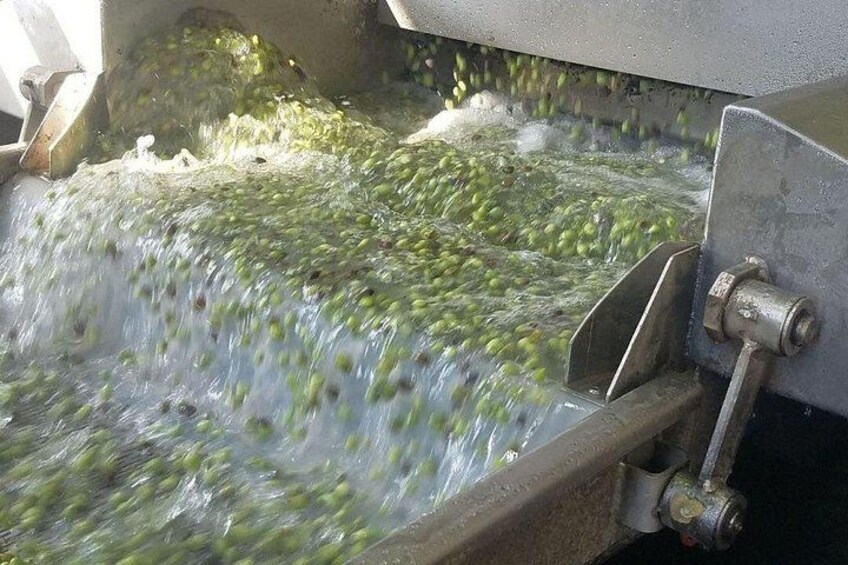 Una cinta transportadora con manzanas verdes. 5