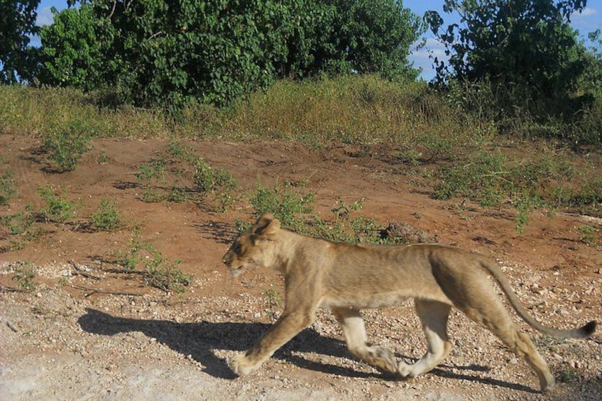 Lion Crossing the road 5