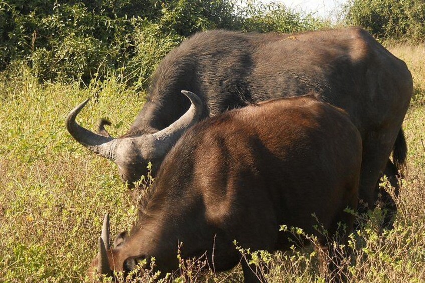 Buffalo 2