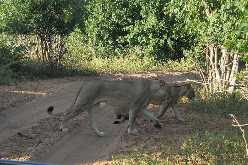 Lions 4