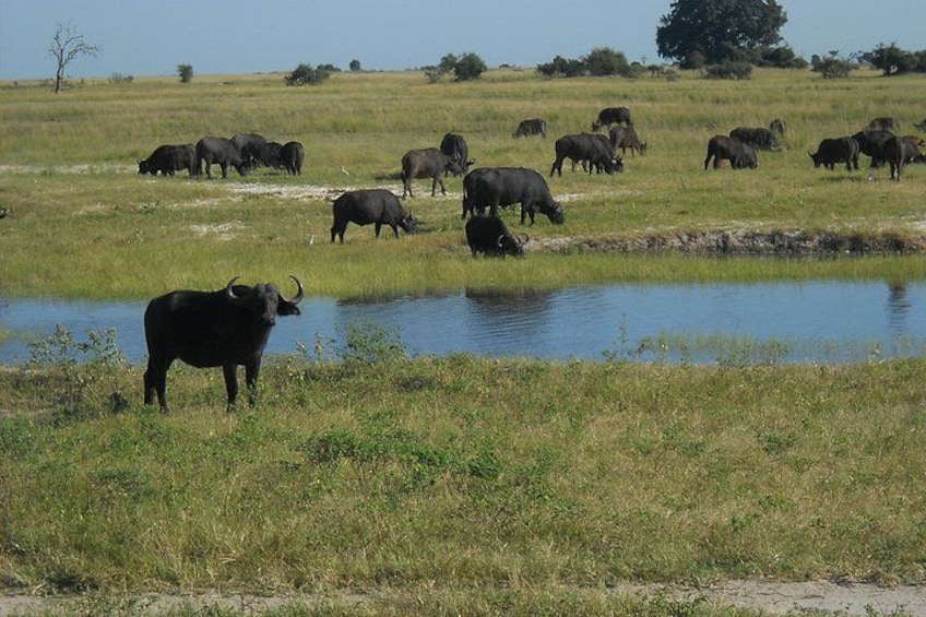Chobe Safari 3