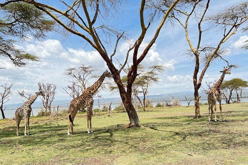 Jirafas pastando cerca de árboles en un paisaje de sabana. 2