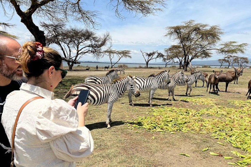 Un grupo de cebras y un elefante en un entorno natural, con árboles y un cuerpo de agua al fondo. 1