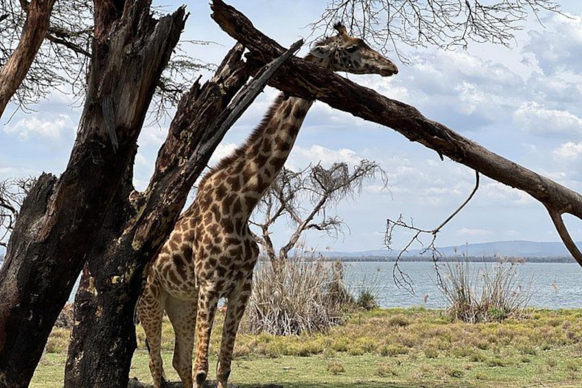 Una jirafa de pie junto a un árbol caído cerca de un cuerpo de agua. 5