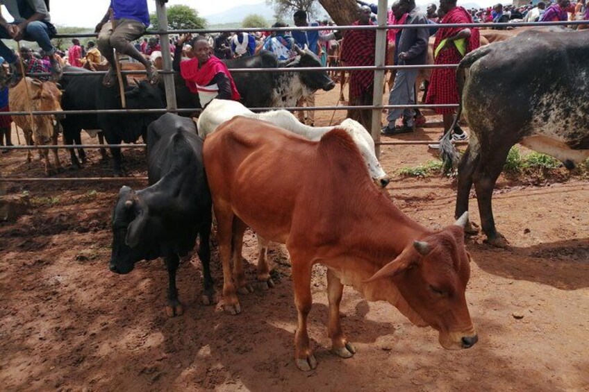 Un enclos à bétail avec plusieurs vaches, et une foule de personnes en arrière-plan. 2