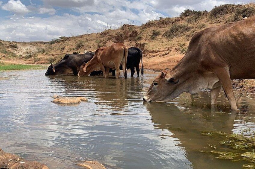 Cattle drinking water from a river in a dry landscape. 2