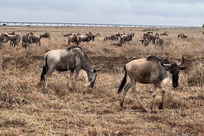 Safari In Nairobi Kenya National Park Half day Tour 4