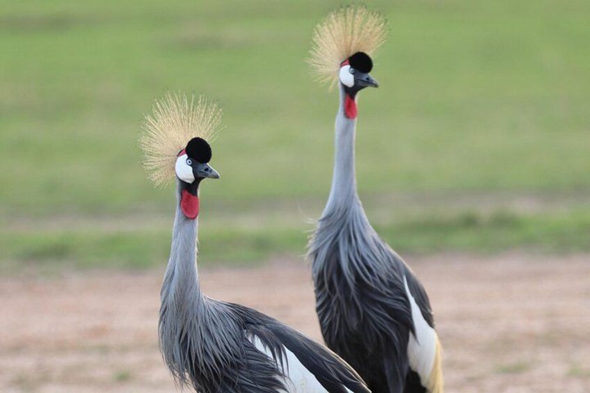 Safari In Nairobi Kenya National Park Half day Tour 2