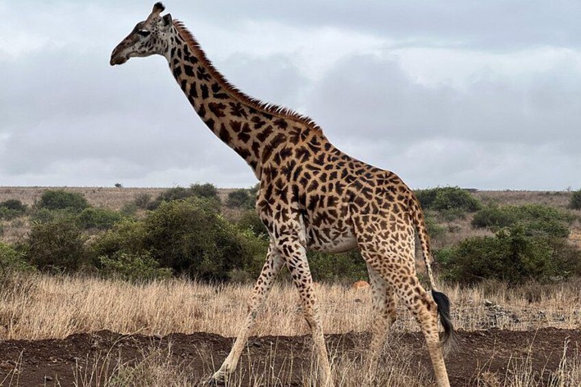 Safari In Nairobi Kenya National Park Half day Tour 5
