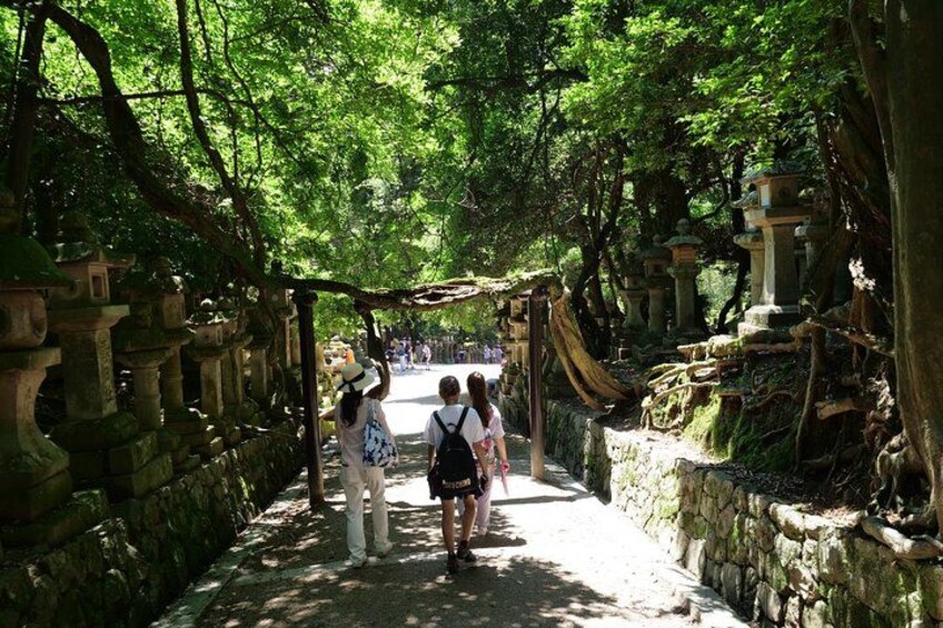 Nara Half Day Trip Walking Tour (Private Option Available) 4
