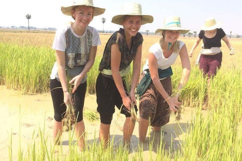 People harvesting crops in a field. 1